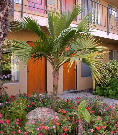 Lepidorrhachis Species, Little Mountain Palm