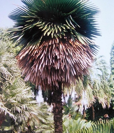 Copernicia Species, Cuban Petticoat Palm