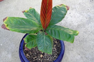 Dypsis Monalaingo