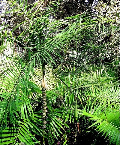 Chamaedorea Species, Glaucous Parlour Palm