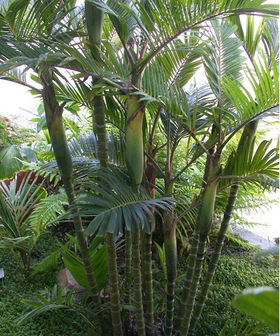 Pinanga Species, Elmers Palm