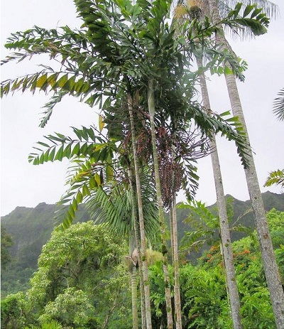 Ptychosperma Species, Burretianum Palm, Paupan Fishtail Palm