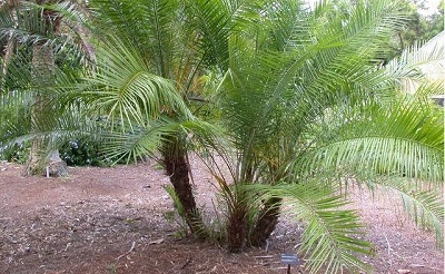 Phoenix, Date Palm