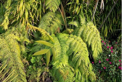 Geonoma Species, Palm, Red Crownshaft Palm