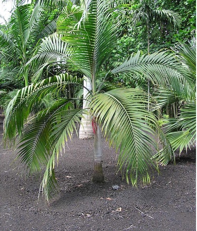 Dictyosperma Species, Hurricane Palm, Princess Palm