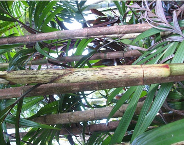 Palm, Dypsis