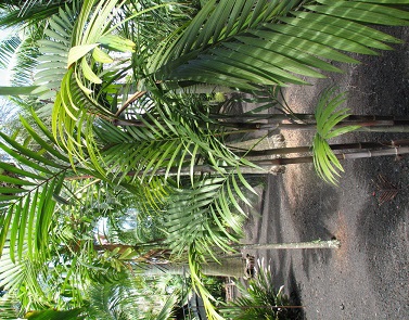 Dransfieldia Species, Mini Pink Lipstick Palm