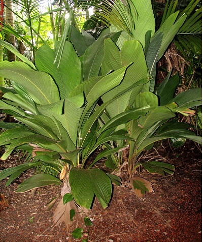 Iguanura Species, Palm