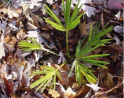 Trachycarpus, Hayes Stiff Windmill Palm Hayes Stiffie