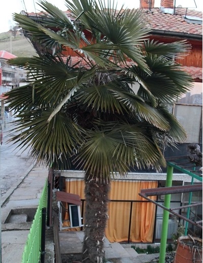 Trachycarpus, Bulgarian Windmill Palm, Chusan Palm Bulgaria