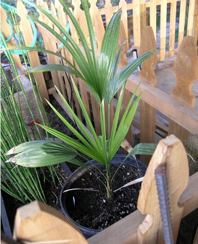 Trachycarpus, Green Princeps Palm, Stone Gate Palm Green