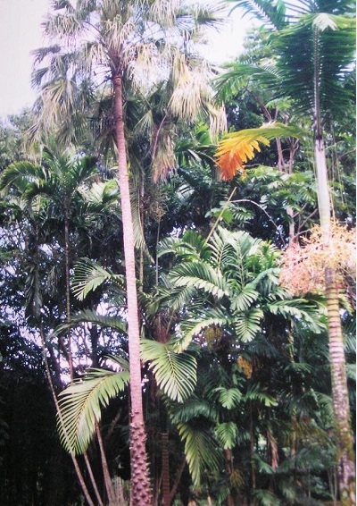 Livistona Species, Benthams Fan Palm, Benthams Fountain Palm