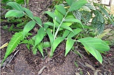 Chamaedorea Species, Velvet Palm