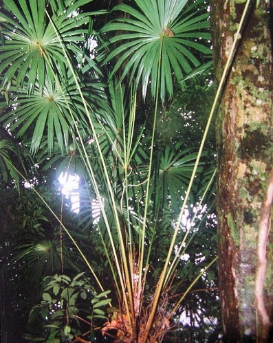 Licuala Species, Palm