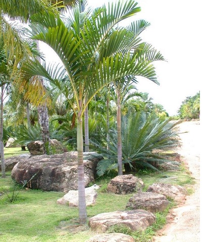 Ponapea Species, Kattai Palm