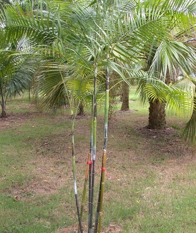 White Sand Palm