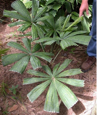 Lanonia Species, Vietnamese Paradise Palm