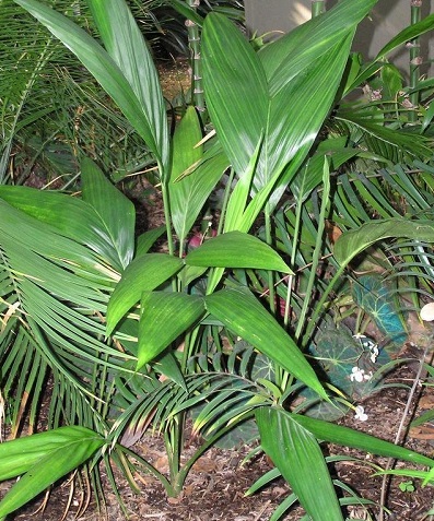 Chamaedorea Species, Lois Elfin Palm