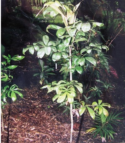 Madagascan Palm