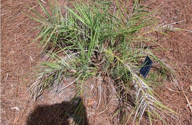 Dwarf Date Palm