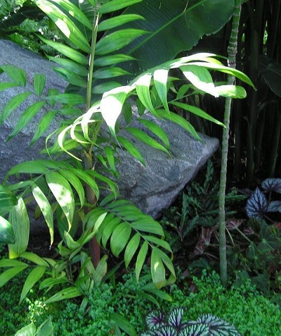 Basselinia Species, Palm