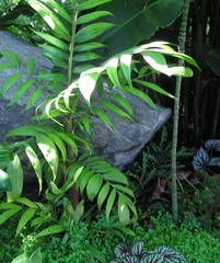 Basselinia Species, Palm