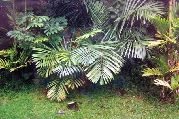 Arenga Species, Philippine Dwarf Sugar Palm