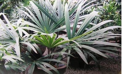 Hainan Fan Palm