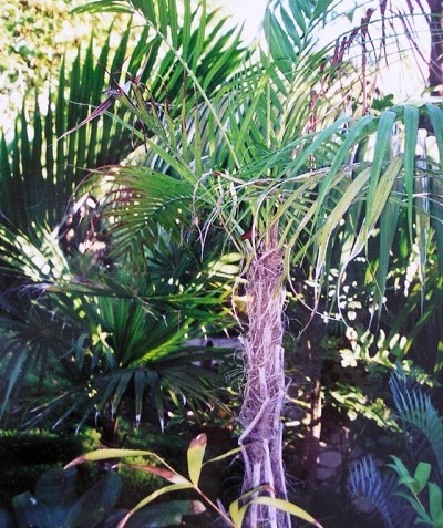 Mountain Vonitra Palm