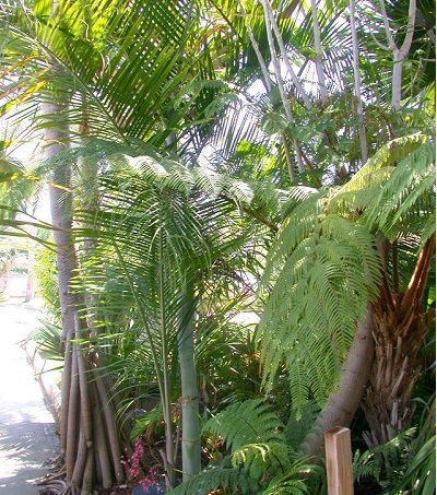 Dypsis Slick Willy
