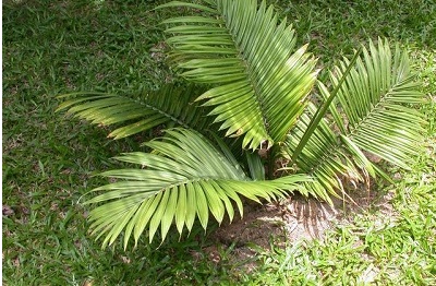 Ravenea Species, Ravenea Palm