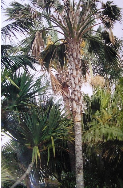 Pritchardia Species, Hawaiian Fan Palm, Kona Palm, Loulu Palm