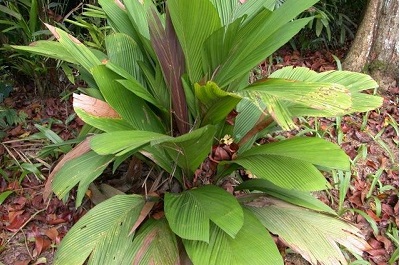 Iguanura