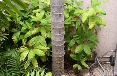 Chamaedorea Species, Pacaya Palm
