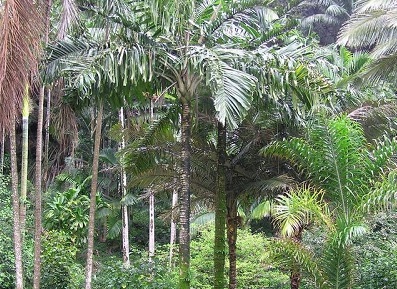 Aiphanes Species, Bitten Palm, Macaw Palm, Spiny Palm