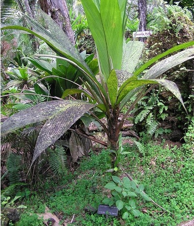 Pata de Gallo