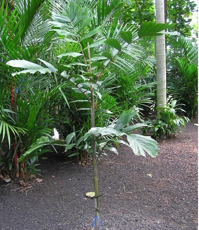 Balaka Species, Fiji Palm