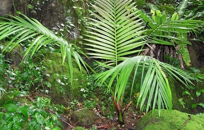 Heterospathe Species, Solitary Palm