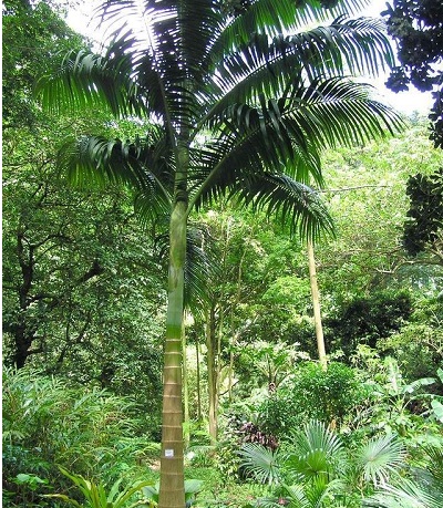 Archontophoenix Species, King Palm, Myola Palm