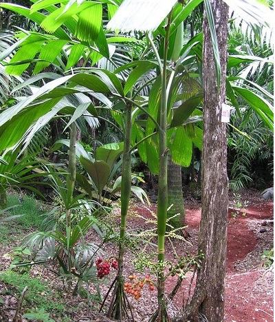 Areca Species, Sacred Palm