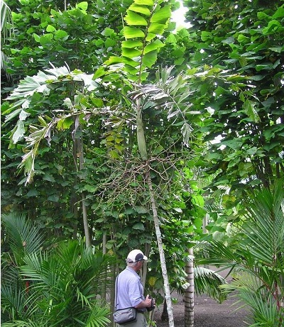 Balaka Species, Balaka Palm, Seemanns Palm, Spear Palm