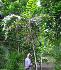 Balaka Species, Balaka Palm, Seemann's Palm, Spear Palm