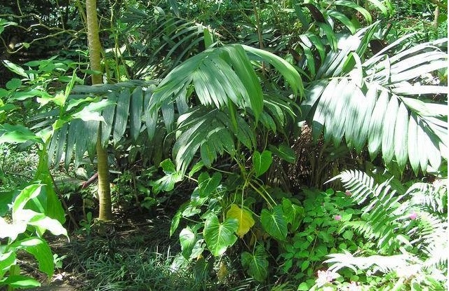 Calyptrocalyx Species, Sunset Palm