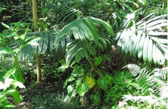 Calyptrocalyx Species, Sunset Palm