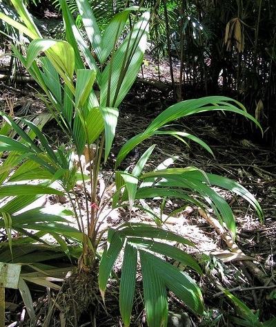Coligallo Palm, Vampire Palm