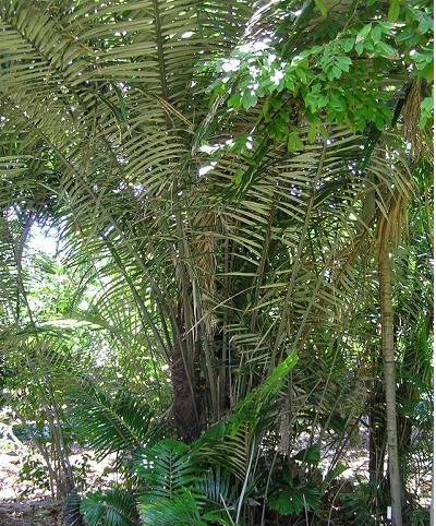 Arenga Species, Pokok Langkap, Sugar Palm