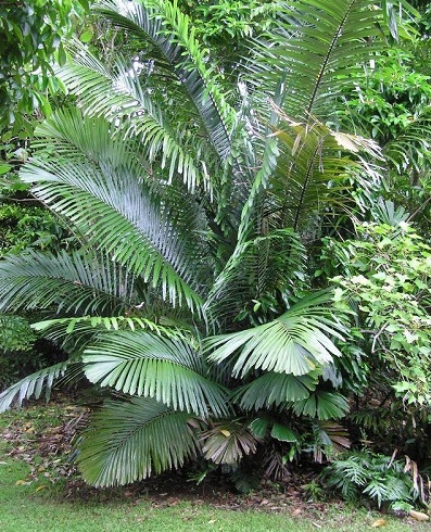 Arenga Species, Langkap, Solitary Palm, Westerhouts Sugar Palm