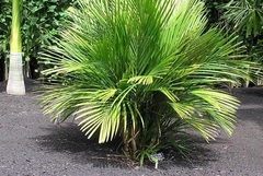 Calyptrocalyx Species, Palm
