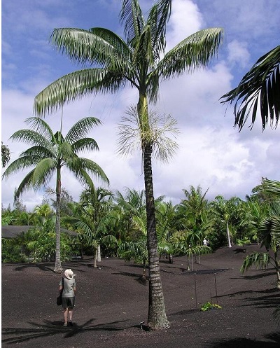 Clinostigma Species, Palm