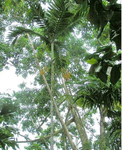 Veitchia Species, Palm